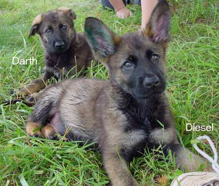 Darth and Diesel at 8 weeks