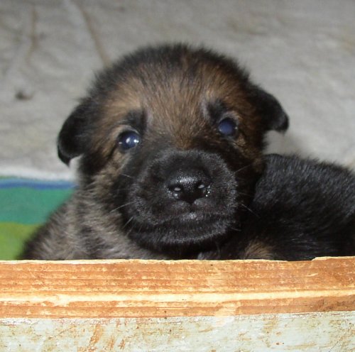 Littlest sable boy