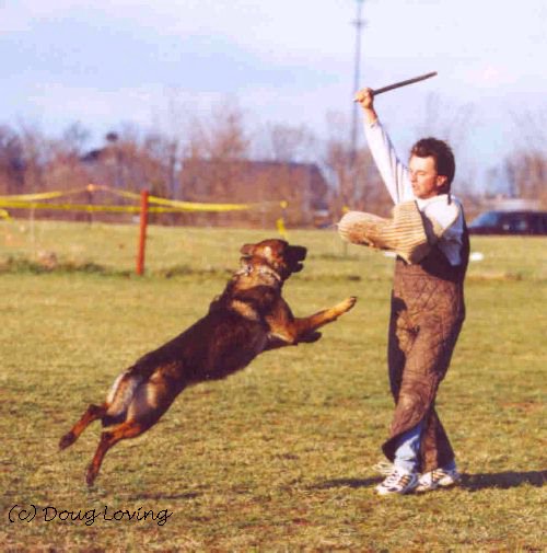 click here for next photo of Ash's training session