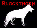 Blackthorn